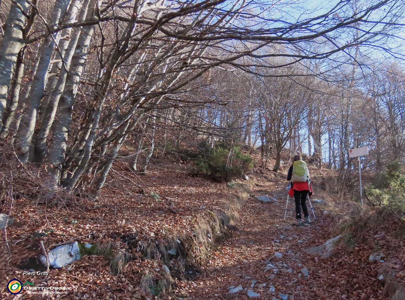 21 Il sent. 579 sale nel bosco di prevalente faggeta.JPG